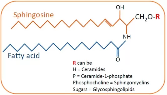 Diagram showing the general structure of sphingolipids and how sphingosine (unsaturated base), sphinganine (dihydrosphingosine; saturated base), and ceramide (acylated sphingoid base) relate via amide linkage and serve as precursors for complex sphingolipids.